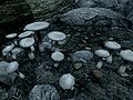 White Cap in Skyrim