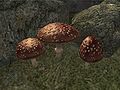 Fly Amanita in Oblivion